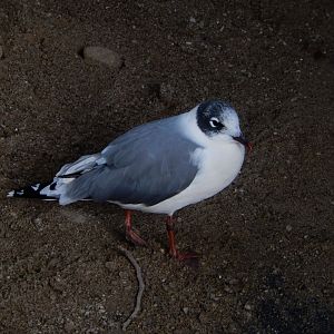 8/19/2019 - Franklin's Gull