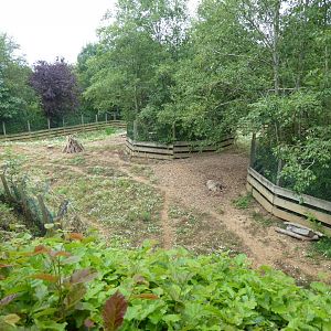 Edge of Africa - Common warthog exhibit 050819