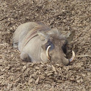 Edge of Africa - Common warthog 050819