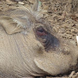 Edge of Africa - Common warthog 050819
