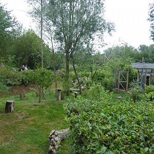 Edge of Africa - Eastern grey crowned-crane and Kirk's dik-dik exhibit 050819
