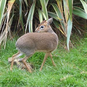 Edge of Africa - Kirk's dik-dik 050819