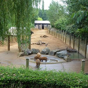Edge of Africa - Red river hog exhibit 050819