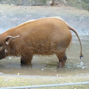 Edge of Africa - Red river hog juvenile 050819
