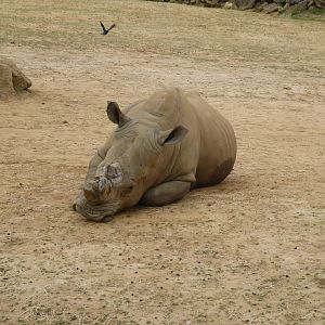 Southern white rhinoceros 050819
