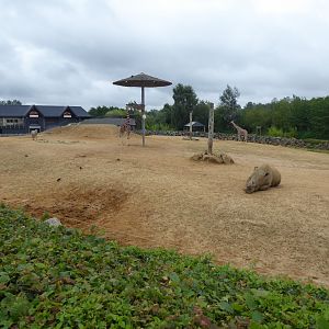 African Savannah exhibit 050819