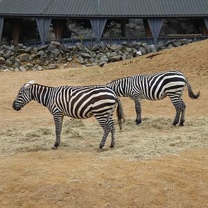 Selous' zebras 050819