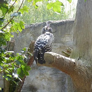 Rueppell's griffon vultures 050819