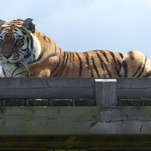 Siberian tiger 050819