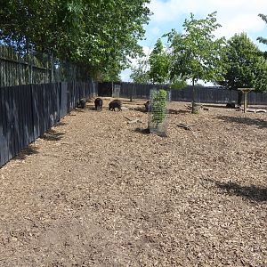 Island Dwellers - Negros warty pig exhibit 050819