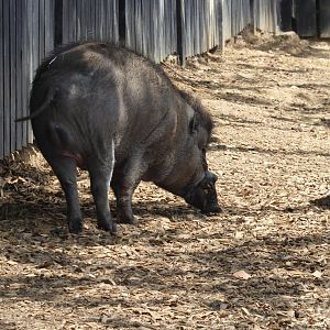 Island Dwellers - Negros warty pig 050819