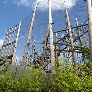 Chimpanzee exhibit 050819