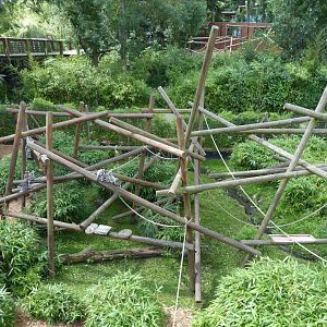 Ring-tailed lemur exhibit 050819