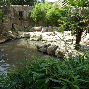 Indochinese smooth-coated otter exhibit 050819