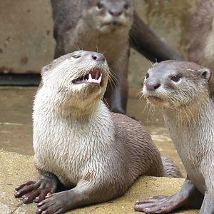 Indochinese smooth-coated otters 050819