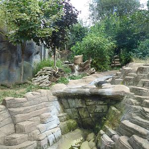 Amur leopard exhibit 050819