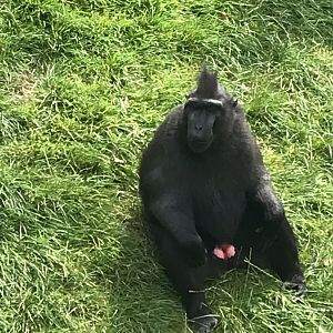 Sulawesi Crested macaque 070819