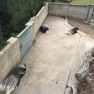 Indian Crested porcupine exhibit 070819