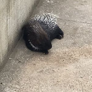 Indian Crested porcupine 070819
