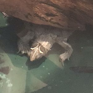 Swamp House - False Map Turtle 070819