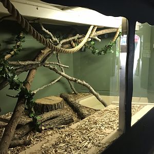 Swamp House - Blood python exhibit 070819