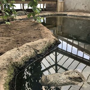 Swamp House - Mugger crocodile exhibit 070819