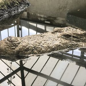 Swamp House - Mugger crocodile 070819