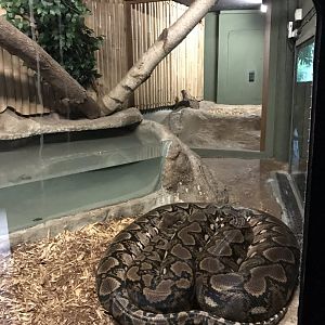 Swamp House - Reticulated python 070819