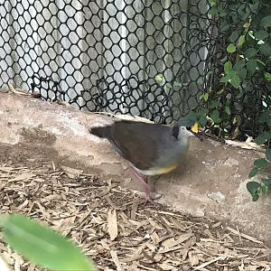 Swamp House - Yellow-fronted ground-dove 070819