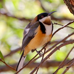 Eastern Spinebill