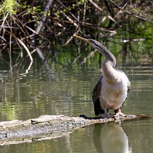 Australian Darter
