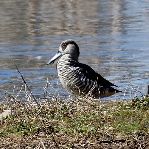 Pink-eared Duck