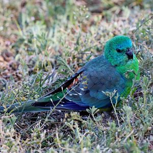 Red-rumped Parrot