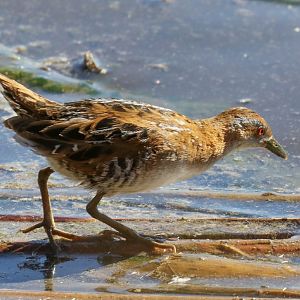 Baillon's Crake