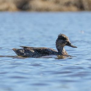 Freckled Duck