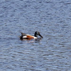 Northern Shoveller