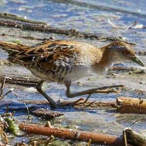 Baillon's Crake