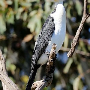 Little Pied Cormorant