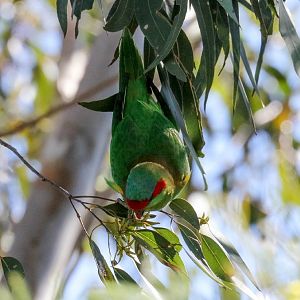 Musk Lorikeet