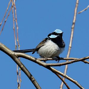 Superb Blue Wren male