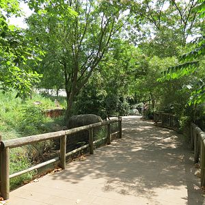 Ndoki Forest - Western Lowland Gorilla Exhibit - Viewing Area