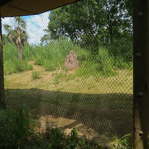 Ndoki Forest - Western Lowland Gorilla Exhibit