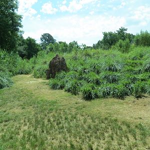 Ndoki Forest - Western Lowland Gorilla Exhibit