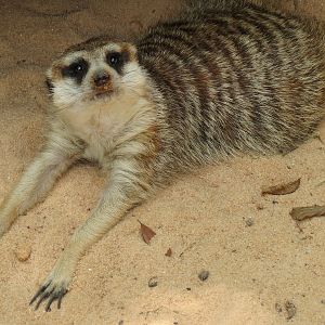 Ndoki Forest - Meerkat Exhibit