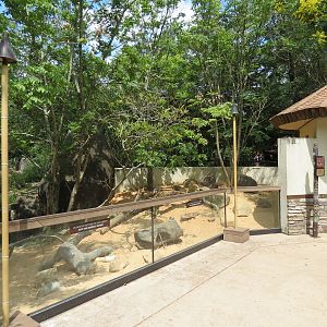 Ndoki Forest - Meerkat Exhibit