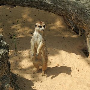 Ndoki Forest - Meerkat Exhibit