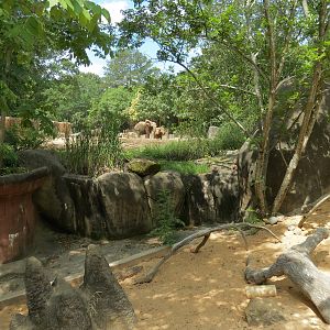 Ndoki Forest - Meerkat Exhibit