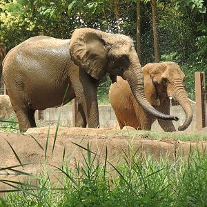Ndoki Forest - African Elephant Exhibit (now empty after these photos were taken)