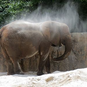 Ndoki Forest - African Elephant Exhibit (now empty after these photos were taken)