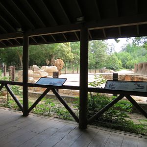 Ndoki Forest - African Elephant Exhibit (now empty after these photos were taken)